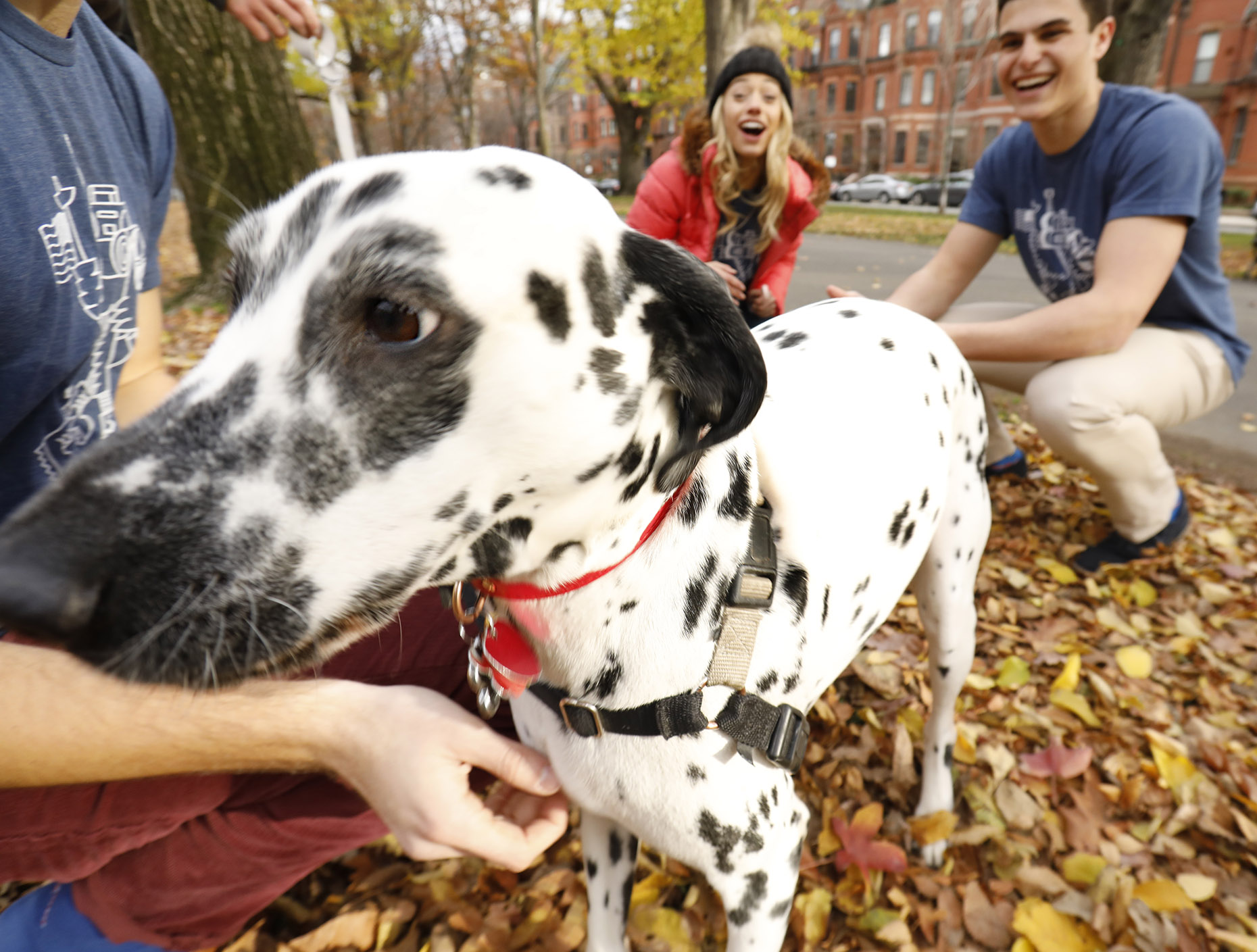 Dalmation on the Commonwealth Mall