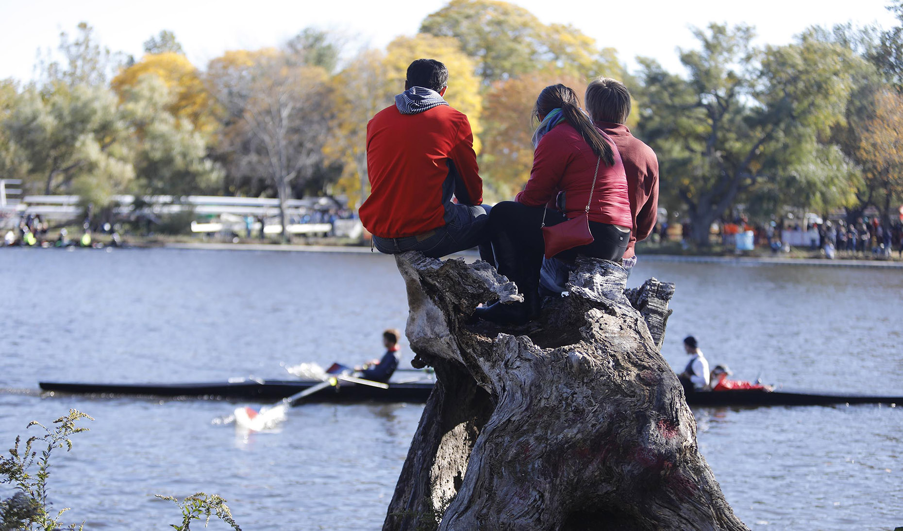 Rowing Spectators on a Tree Stump